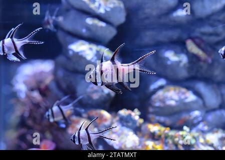 Banggai cardinalfish (Pterapogon kauderni) swimming in a aquarium in Thailand Stock Photo