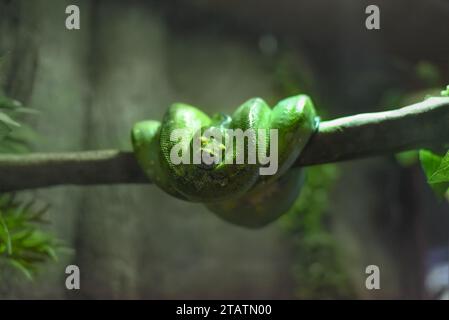 The green tree python (Morelia viridis), also known as the emerald green python in Thailand Stock Photo