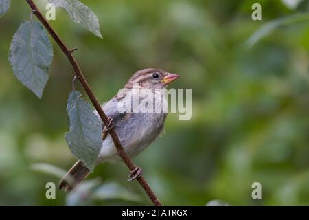 House Sparrow [Passer domesticus ] Juvenile bird on branch Stock Photo