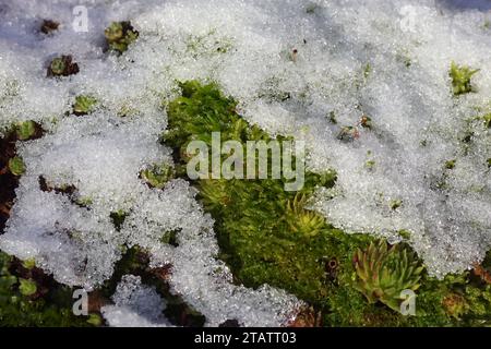 Moss and Houseleek (Sempervivum) partially covered by melting snow in a Dutch garden. Winter weather. December Stock Photo
