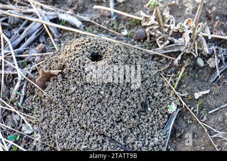 Close-up of Ant house on the ground, anthill in soil, house for insects. Stock Photo