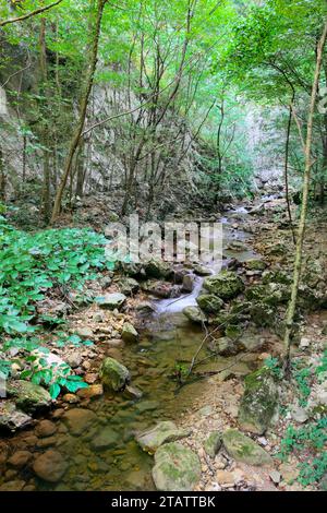 narrow stream flowing in Tara National Park, Serbia Stock Photo