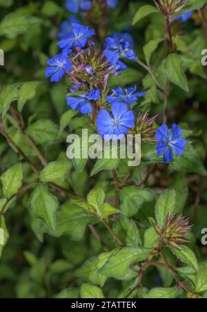 Chinese plumbago, Ceratostigma willmottianum in flower. From China, widely cultivated. Stock Photo