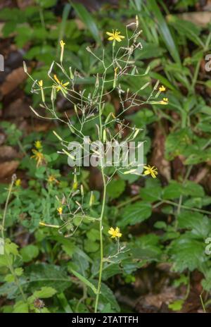 Wall lettuce, Lactuca muralis, in flower in old woodland. Stock Photo