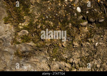 Stone moss texture macro. Close-up of an old fence. Brown and beige abstract background. Natural materials for design, covers, presentations. A road p Stock Photo