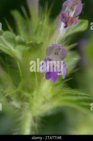Bifid hemp-nettle, Galeopsis bifida, in flower, Surrey. Uncommon in UK. Stock Photo