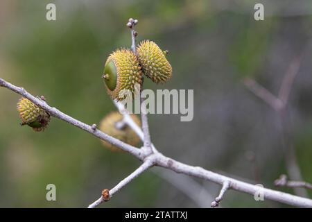 Close-up of a cork oak acorn with a few leaves on the tree Stock Photo
