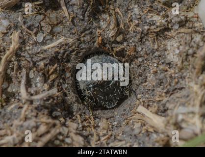 Larva of Green tiger beetle, Cicindela campestris, part of a group on damp heathland, Dorset. Stock Photo