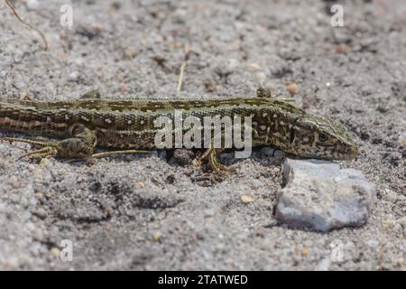 Female Sand Lizard, Lacerta agilis on sandy track, Hartland Moor, Dorset. Stock Photo