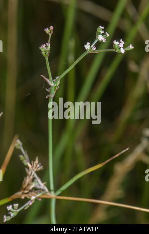 Corn parsley, Sison segetum, Petroselinum segetum in flower and fruit, Dorset coast. Rare in UK. Stock Photo