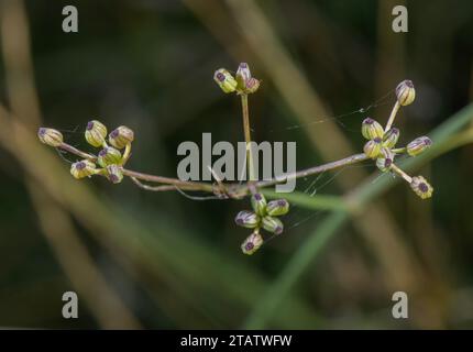 Corn parsley, Sison segetum, Petroselinum segetum in flower and fruit, Dorset coast. Rare in UK. Stock Photo