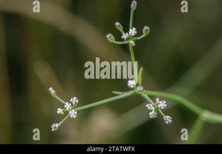 Corn parsley, Sison segetum, Petroselinum segetum in flower and fruit, Dorset coast. Rare in UK. Stock Photo