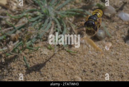 Female Bee-wolf, Philanthus triangulum, carrying a honey-bee to its nest. Stock Photo