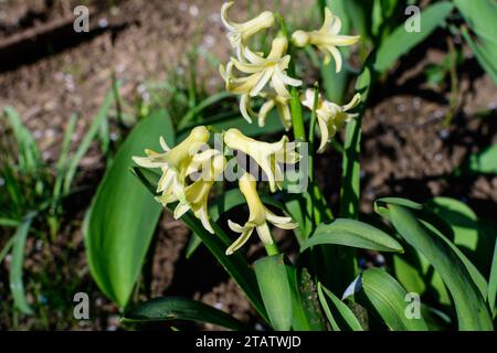 Close up of light yellow Hyacinth or Hyacinthus flowers in full bloom in a garden in a sunny spring day, beautiful outdoor floral background photograp Stock Photo