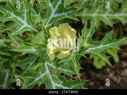 Mexican prickly poppy, Argemone mexicana, in flower. Stock Photo