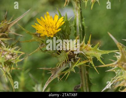 Spanish oyster thistle, Scolymus hispanicus in flower. Spain. Stock Photo