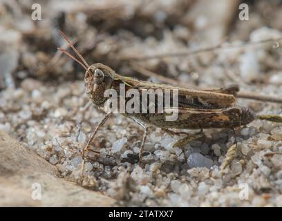 Mottled Grasshopper, Myrmeleotettix maculatus, on sandy heathland, Dorset. Stock Photo