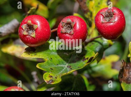 Common hawthorn, Crataegus monogyna, ripe haws in autumn. Stock Photo