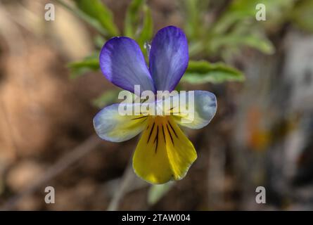 Wild Pansy, Viola tricolor, in flower. Stock Photo