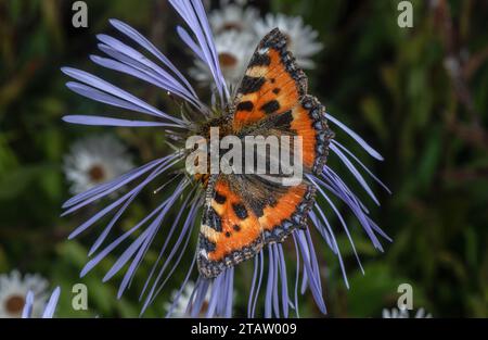 Small Tortoiseshell, on Creeping Aster, Aster diplostephioides flower, in garden. From the Himalayas. Stock Photo