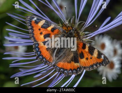 Small Tortoiseshell, on Creeping Aster, Aster diplostephioides flower, in garden. From the Himalayas. Stock Photo