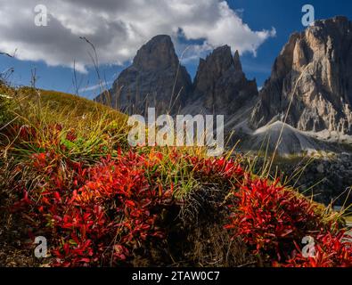 Alpine Bearberry, Arctous alpina, leaves in autumn colour, with the Sassolungo group beyond. Stock Photo