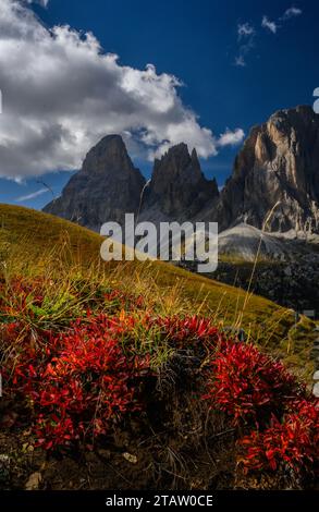 Alpine Bearberry, Arctous alpina, leaves in autumn colour, with the Sassolungo group beyond. Stock Photo