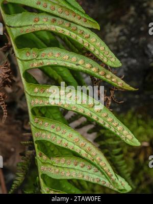 Intermediate Polypody, Polypodium interjectum frond with ripe sori in autumn. Stock Photo