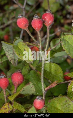 Gallic rose, Rosa gallica hips in autumn. Stock Photo