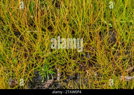 Sward of Pillwort fronds, Pilularia globulifera in shallow pond in autumn. Stock Photo