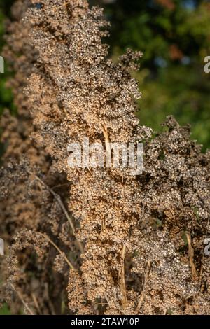 Quinoa, Chenopodium quinoa in fruit, ready to harvest. Autumn. Stock Photo
