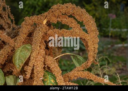 Prince-of-Wales feather,  Amaranthus hypochondriacus 'Golden', in fruit in autumn. Stock Photo