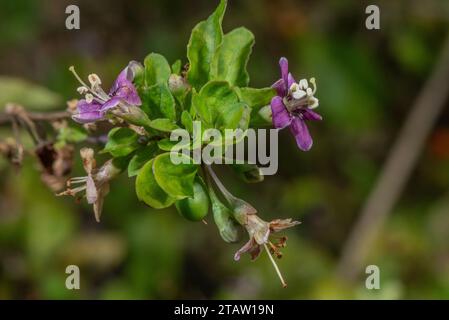 Chinese wolfberry, or Duke of Argyll's tea tree, Lycium barbarum, in flower. From China, though widely naturalised. Stock Photo