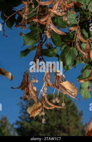 Large-leaved lime,Tilia platyphyllos, in fruit in autumn. Stock Photo