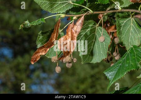 Large-leaved lime,Tilia platyphyllos, in fruit in autumn. Stock Photo