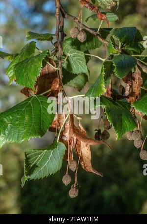 Large-leaved lime,Tilia platyphyllos, in fruit in autumn. Stock Photo