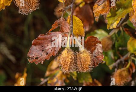 Ripe Beech mast, Fagus sylvatica on the tree with leaves, in autumn. Stock Photo