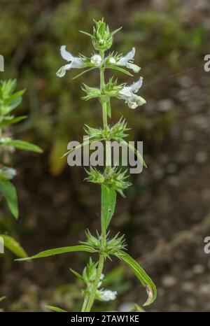 Annual Yellow Woundwort, Stachys annua, in flower in late summer, disturbed ground. Stock Photo