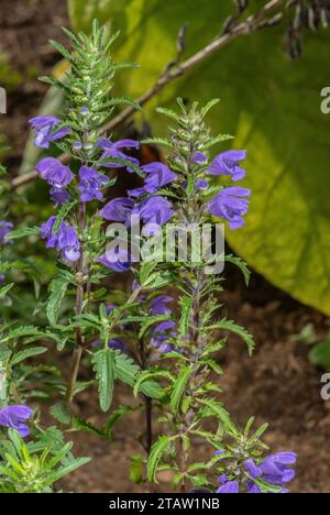 Moldavian dragonhead, Dracocephalum moldavica, in flower in late summer in garden. From Eurasia and the the Himalayas, and widely planted. Stock Photo