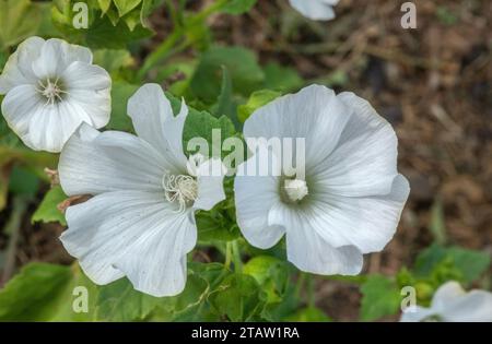 Common annual tree mallow, Lavatera trimestris, in flower in its white form. Mediterranean. Stock Photo