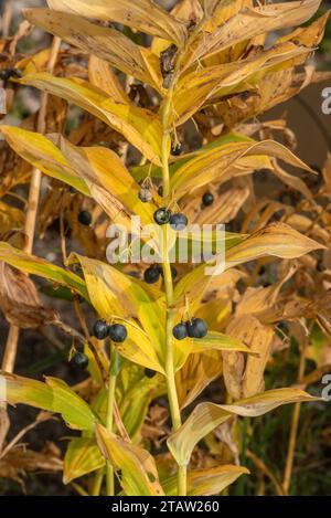 Great Solomon's-seal, Polygonatum biflorum, in fruit in autumn; from the North-East USA Stock Photo
