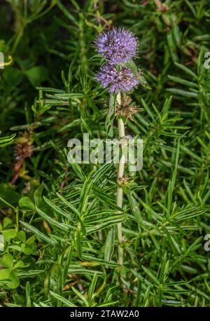 Hart's pennyroyal, Mentha cervina, in flower in damp grassland, Spain and south-west Europe. Stock Photo