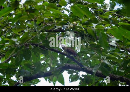 Striated laughingthrush or Garrulax striatus bird closeup perched on tree branch in natural green background foothills of himalaya uttarakhand india Stock Photo