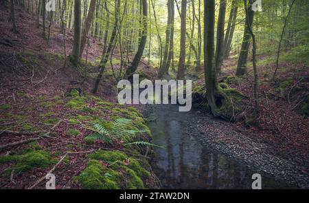 Sunlit autumn creek in a tranquil forest, surrounded by trees at Grasten Forest, Denmark Stock Photo