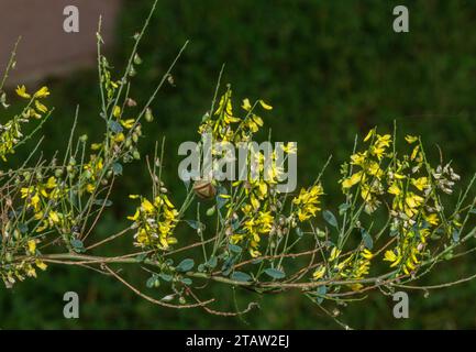 Common melilot, Melilotus officinalis in flower and fruit, autumn. Stock Photo