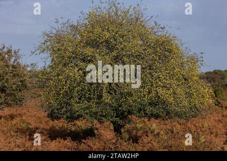 Wild crab-apples, Malus sylvestris, on tree in the New Forest, Hants. Stock Photo