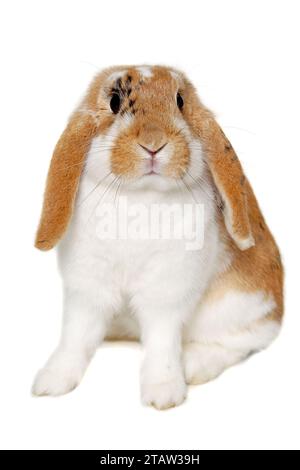 Sweet sad rabbit is sitting on a white background Stock Photo - Alamy