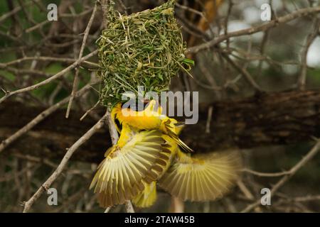 Black-headed weaver (Ploceus cucullatus bohndorffi) male nest building Stock Photo