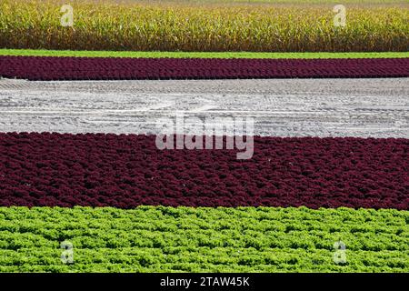 panoramic view of a field of red and green leaf lettuce near a corn field in the country in france Stock Photo