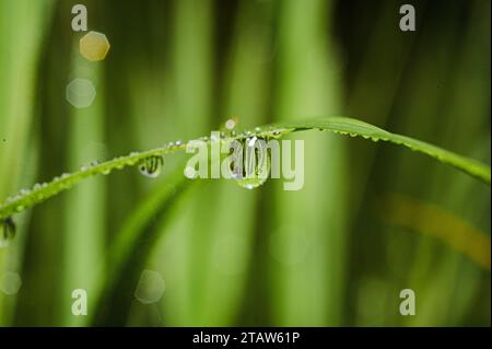 the reflection from waterdrop Stock Photo